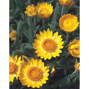 Meet your Posher, Aaya